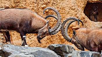 Goat, Animal HD wallpaper