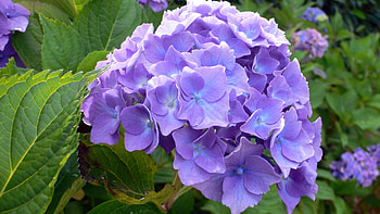 hydrangea , Nature's canvas, Botanical delight, Serene backgrounds HD wallpaper