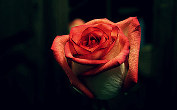 Macro, Rose Flower, Rose, Petals, Bud, Dark Background, Stem, Stalk HD wallpaper
