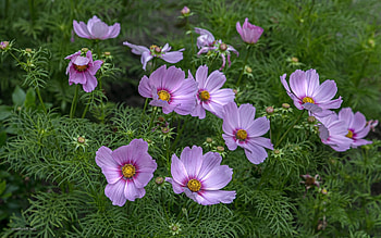 Cosmos Flowers, Latvia, Riga, park, pink HD wallpaper