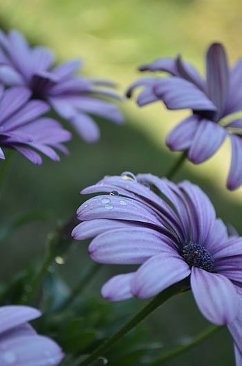 Close-up of purple daisies covered in morning dew. Perfect for nature and floral themes. HD phone wallpaper