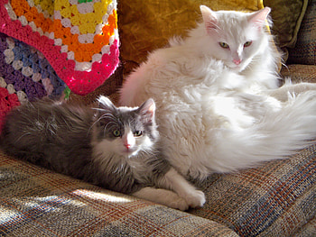 My Cats, cats, napping, buddies, kittens HD wallpaper