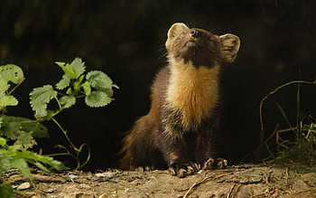 Ferret cuteness, Playful pose, Adorable creature, Lovely pet HD wallpaper