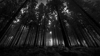 Wood, Black And White, From Below, Trees, Gloomy, Kroner, Fog, Silence Full Background HD wallpaper