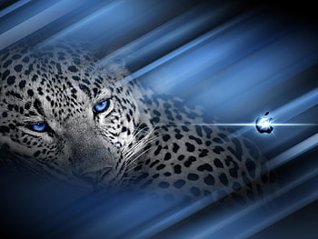Animals, Leopards HD wallpaper