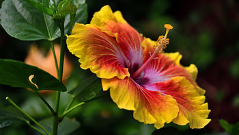 Hibiscus, Yellow, Orange, Leaves, Bokeh HD wallpaper