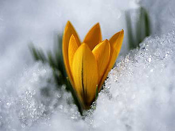 crocus, spring, snow, yellow, flower HD wallpaper