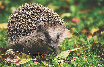 Animals, Autumn, Foliage, Hedgehog HD wallpaper
