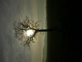 Nature, Sun, Horizon, Wood, Beams, Rays, Tree, Branches HD wallpaper