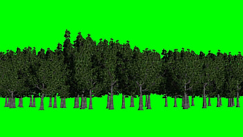 forest green screen - background green and blue - green screen - YouTube HD wallpaper