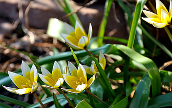 Plants, Flowers HD wallpaper
