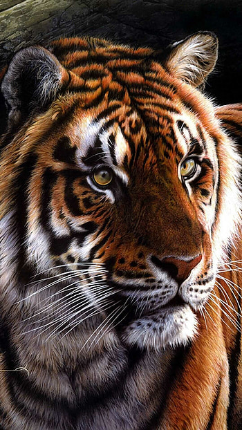 Tiger , Idlewp HD phone wallpaper