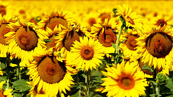 Sunflowers in a field, Breathtaking scenery, Vibrant yellow flowers, Nature's beauty HD wallpaper