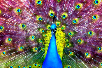 ✿⊱•╮Peacock╭•⊰✿, love four seasons, feathers, graphy, animals, nature, peacock HD wallpaper