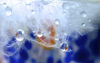 Drops, Flower, Macro, Dew HD wallpaper