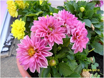 Pink gerbers, garden, pink, nature, flowers HD wallpaper
