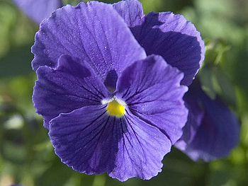 Purple flower, purple, nature, petal, flower HD wallpaper