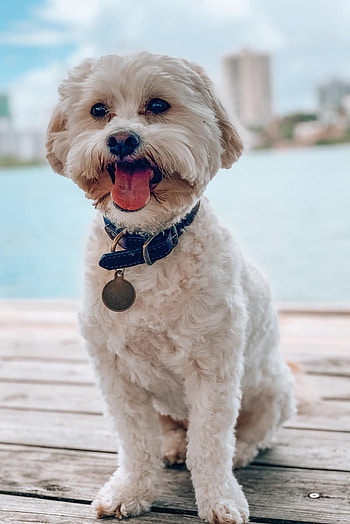 Animals, Dog, Pet, Protruding Tongue, Tongue Stuck Out, Ship, To The Thorn HD phone wallpaper