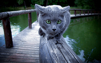 Animals, Rivers, Sit, Cat, Fright, Handrail, Railings HD wallpaper