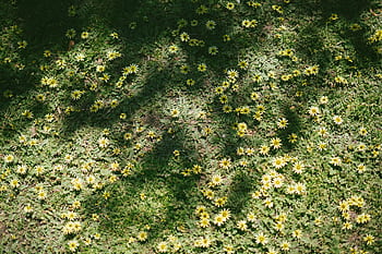 A field of blooming yellow daisies with dappled sunlight creating delicate patterns. HD wallpaper