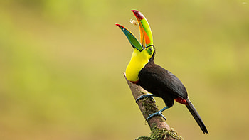 Toucan gallery, Bird graphy, Stunning , Tropical beauty HD wallpaper