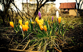 Flowers, Land, Earth, Spring, Crocuses, Dissolved, Blossomed HD wallpaper
