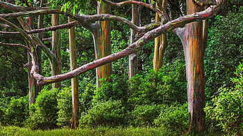 Tropical forest, Vibrant foliage, Hawaiian rainbows, Nature HD wallpaper
