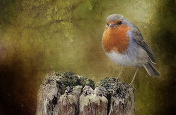 Robin, fly, birds, bird HD wallpaper
