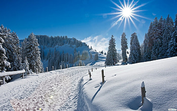 Bright Shining Sunny Day, winter, blue, shadow, poles, bunch, snow, bright, trees, living, sun, white, cold, country, mountain, nature, sky, forest HD wallpaper