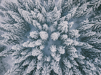 Nature, Snow, View From Above, Fir, Spruce, Winter Forest HD wallpaper