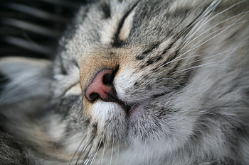 Animals, Cat, Muzzle, Nose, Asleep, Sleeps HD wallpaper