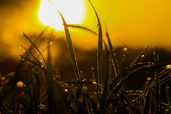 Close-up of dew-covered grass blades backlit by the warm glow of sunrise, creating a serene and vibrant scene. HD wallpaper