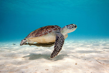 Turtle, Underwater , Marine life, Tranquil environment HD wallpaper