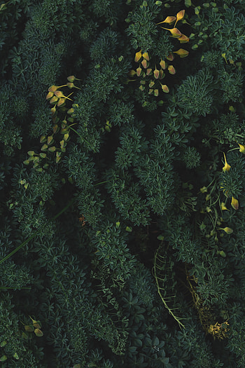 Plants, Nature, Leaves, Vegetation HD phone wallpaper