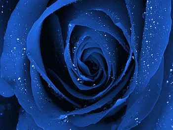 Blue rose, blue, rose, nature, sparkle HD wallpaper