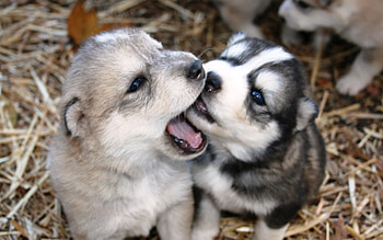 Animals, Dogs, Playful, Husky, Puppies HD wallpaper