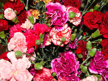 Plants, Flowers, Carnations HD wallpaper