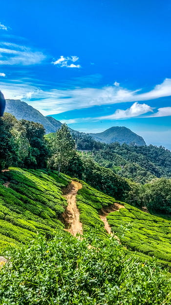 Stunning view of Munnar's tea plantations under a vibrant blue sky. HD phone wallpaper