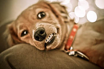 Consider this as a warning, teeth, dog, dachshund, animals, dogs, cute, pet, growl HD wallpaper