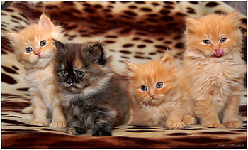 Three happy and one sad!!, cats, brothers, beautiful, four HD wallpaper