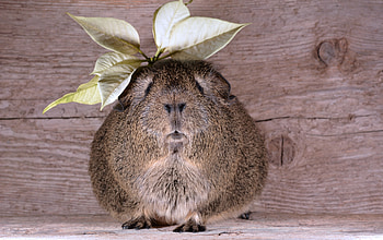 Animals, Leaves, Beast, Guinea Pig HD wallpaper