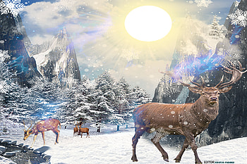 Paraiso, Animal, deer HD wallpaper