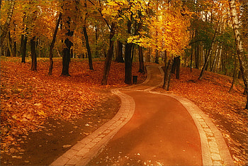 Autumn Road, autumn fall, art , trees, road, beautiful, park HD wallpaper