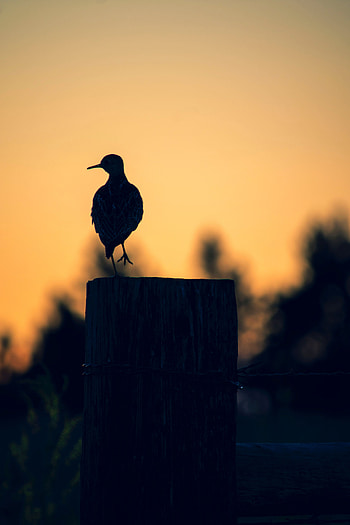 Twilight, Dark, Silhouette, Bird, Dusk, Pillar, Post HD phone wallpaper
