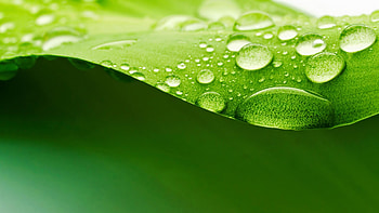 Leaf's elegance, Nature's artwork, Captivating details, Organic allure HD wallpaper