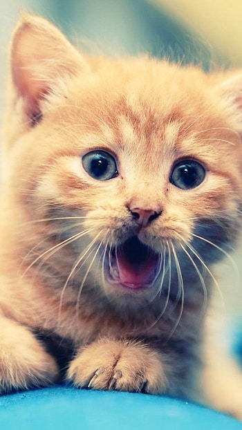 Cute Baby Cat, Kitten, Expressions HD phone wallpaper