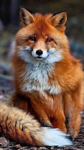 Fox, Cute Brown Animal HD phone wallpaper