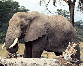 I'm Just Having a Little Snack, trees, sky, elephant, trunk HD wallpaper