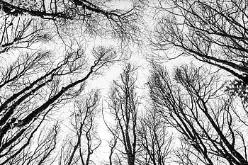 Nature, Trees, Autumn, Branches, Bw, Chb, Bottom View HD wallpaper