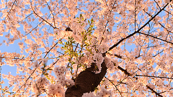 Light Pink Sakura Flowers Green Leaves Tree Branches Under Blue Sky Flowers HD wallpaper